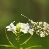 AURORE sur fleur d'alliaire. Jardin. JOËL LIEGARD